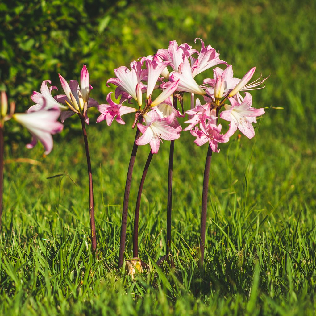 Aitoamaryllis - Amaryllis belladonna