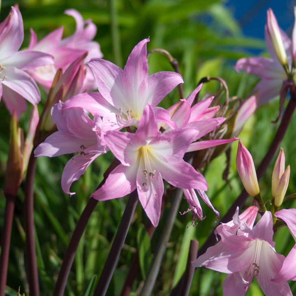 Aitoamaryllis - Amaryllis belladonna