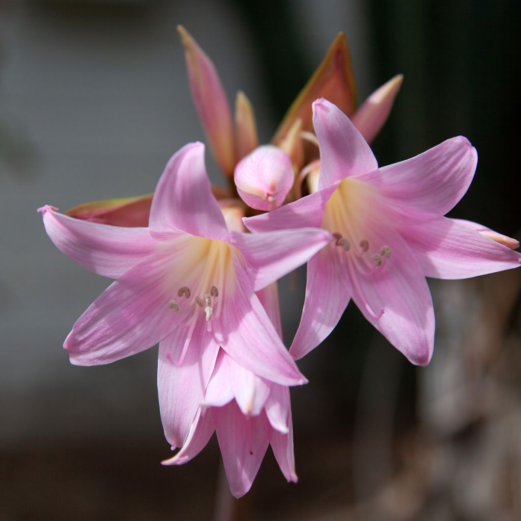 Aitoamaryllis - Amaryllis belladonna