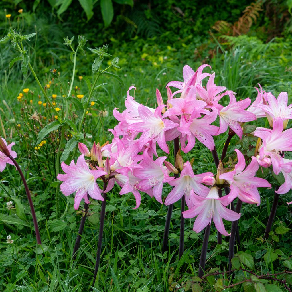 Aitoamaryllis - Amaryllis belladonna
