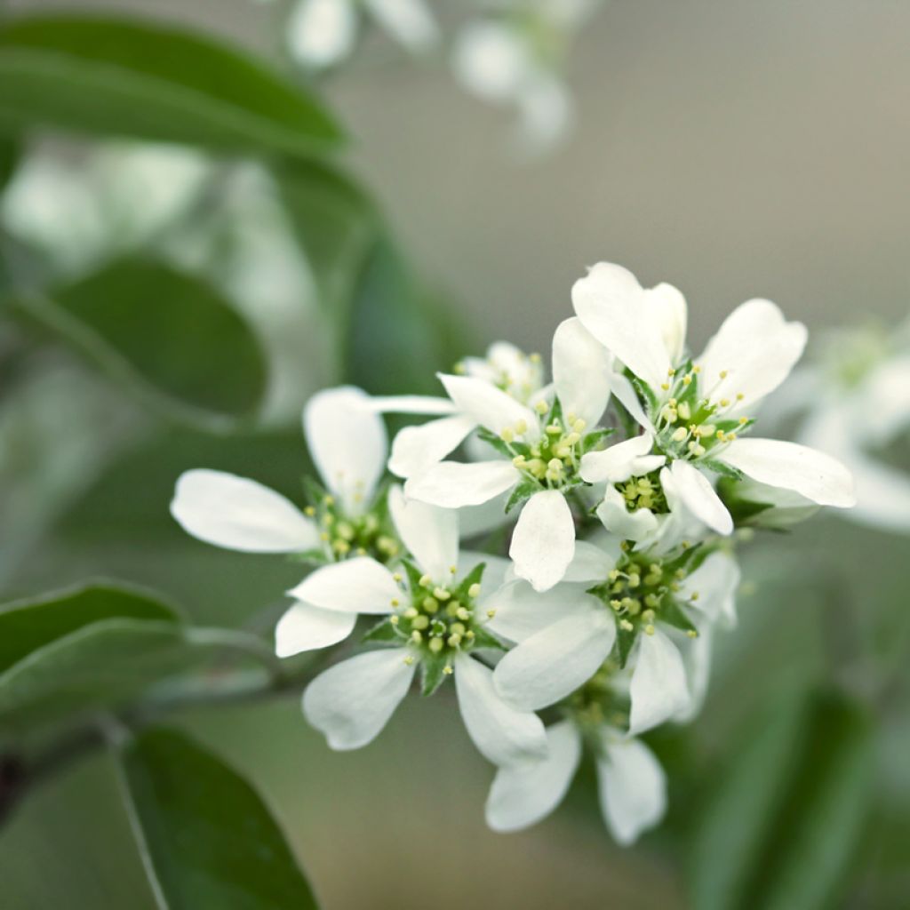 Marjatuomipihlaja Thiessen