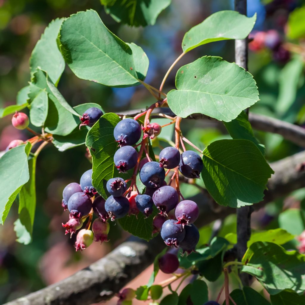 Marjatuomipihlaja GreatBerry Farm Kojuaagf