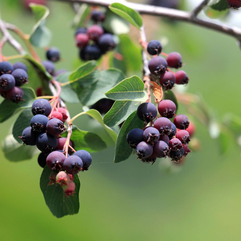 Marjatuomipihlaja GreatBerry Fruity