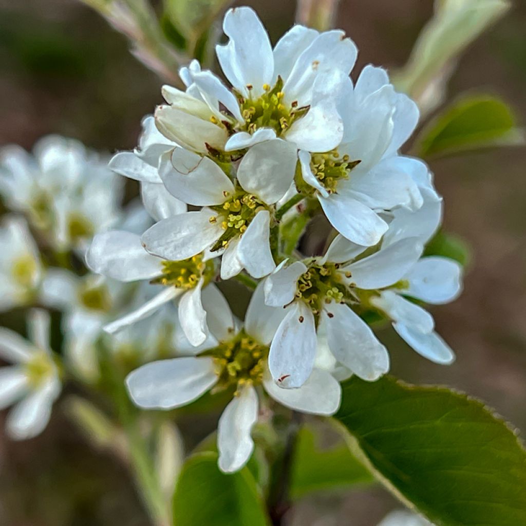 Marjatuomipihlaja Saskatoon Berry
