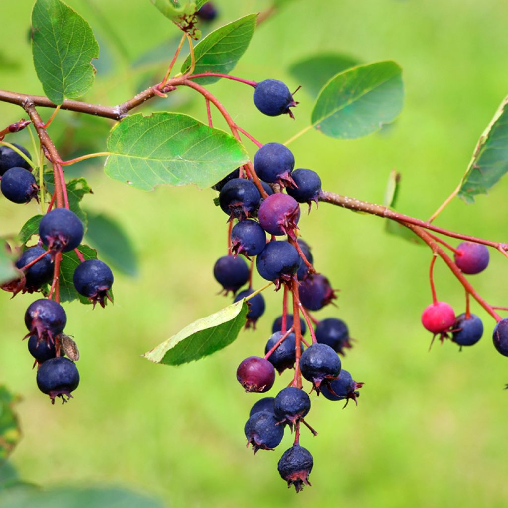 Marjatuomipihlaja Saskatoon Berry
