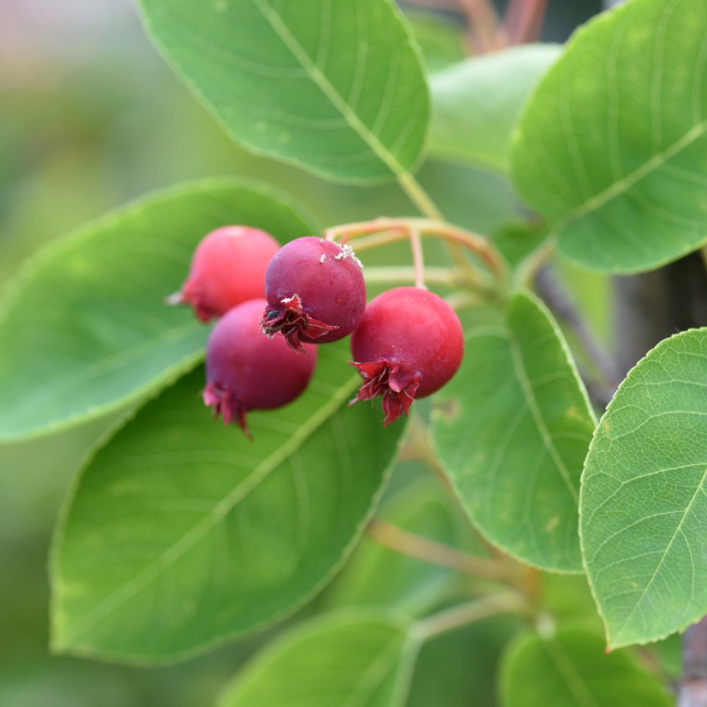 Kanadalainen tuomipihlaja - Amelanchier canadensis