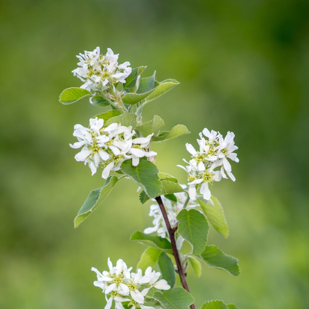 Kanadalainen tuomipihlaja - Amelanchier canadensis