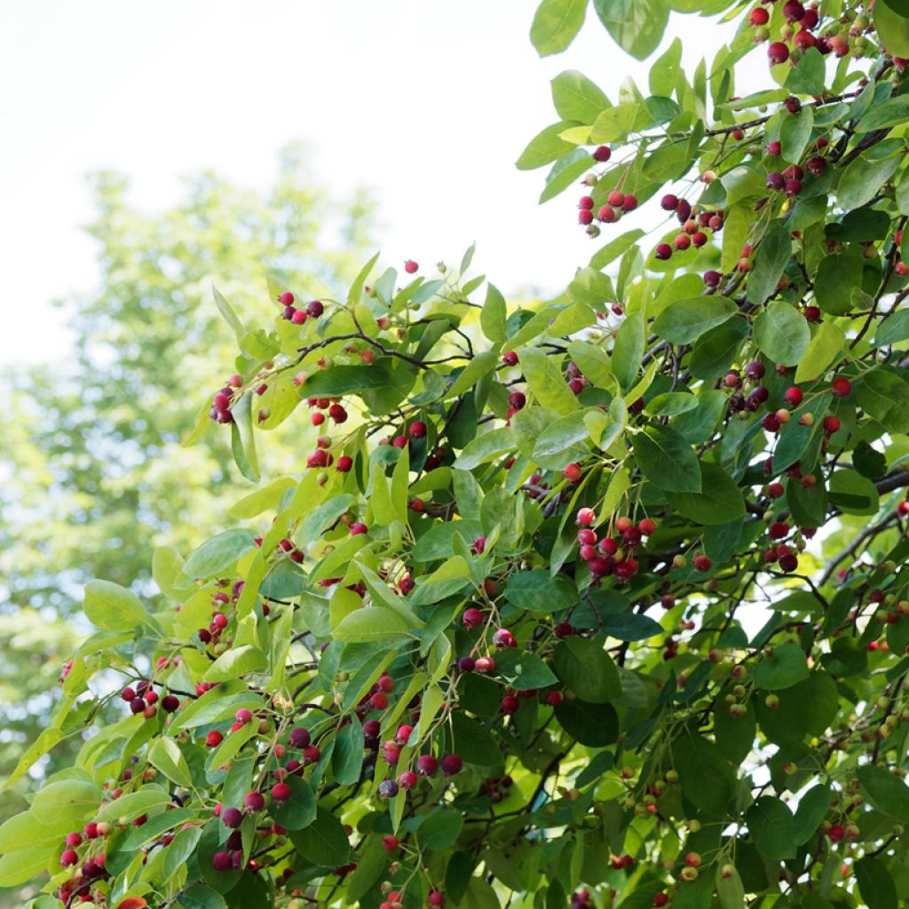 Kanadalainen tuomipihlaja - Amelanchier canadensis