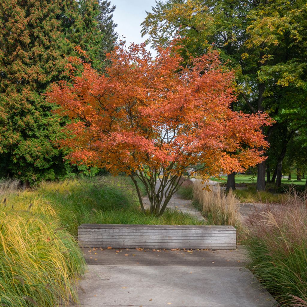 Kanadalainen tuomipihlaja October Flame