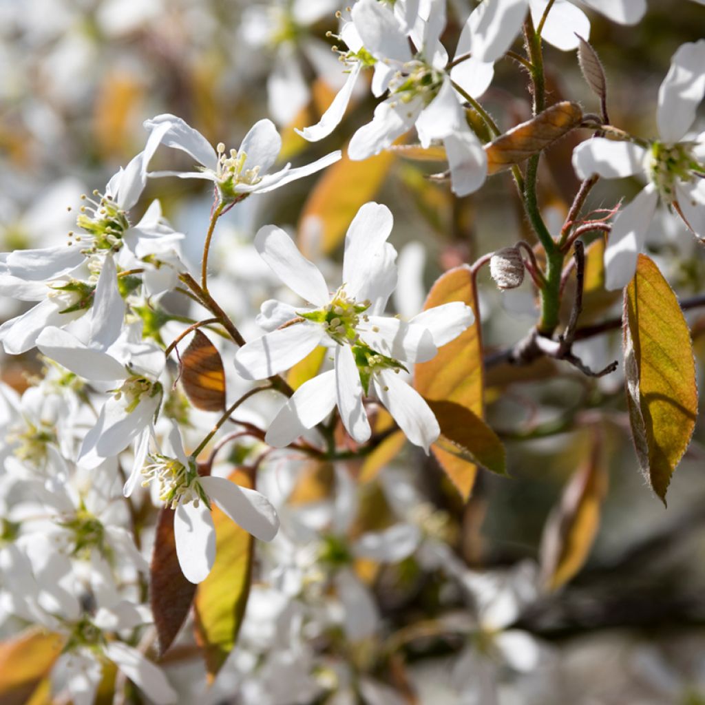 Isotuomipihlaja - Amelanchier spicata