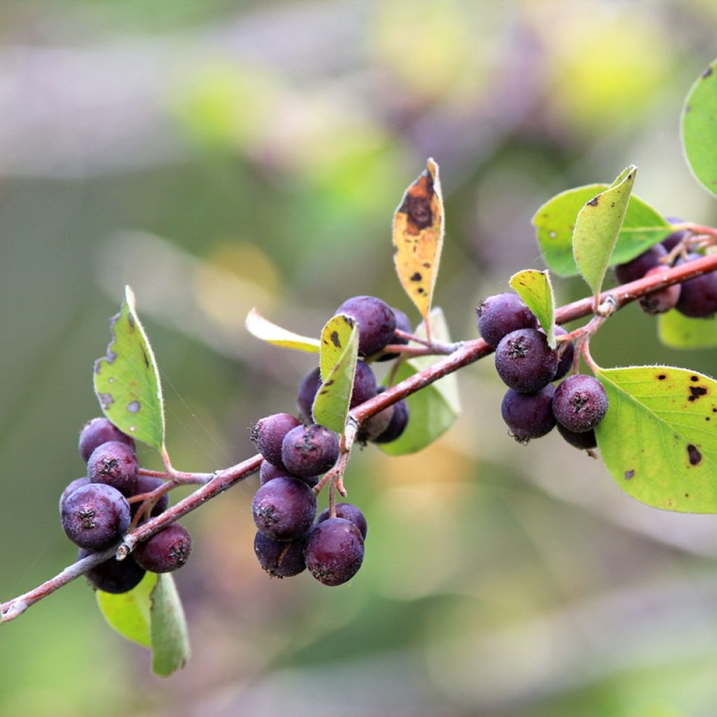 Isotuomipihlaja - Amelanchier spicata