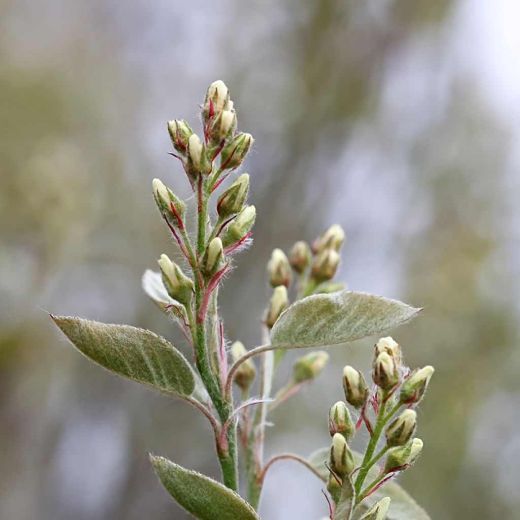 Isotuomipihlaja - Amelanchier spicata