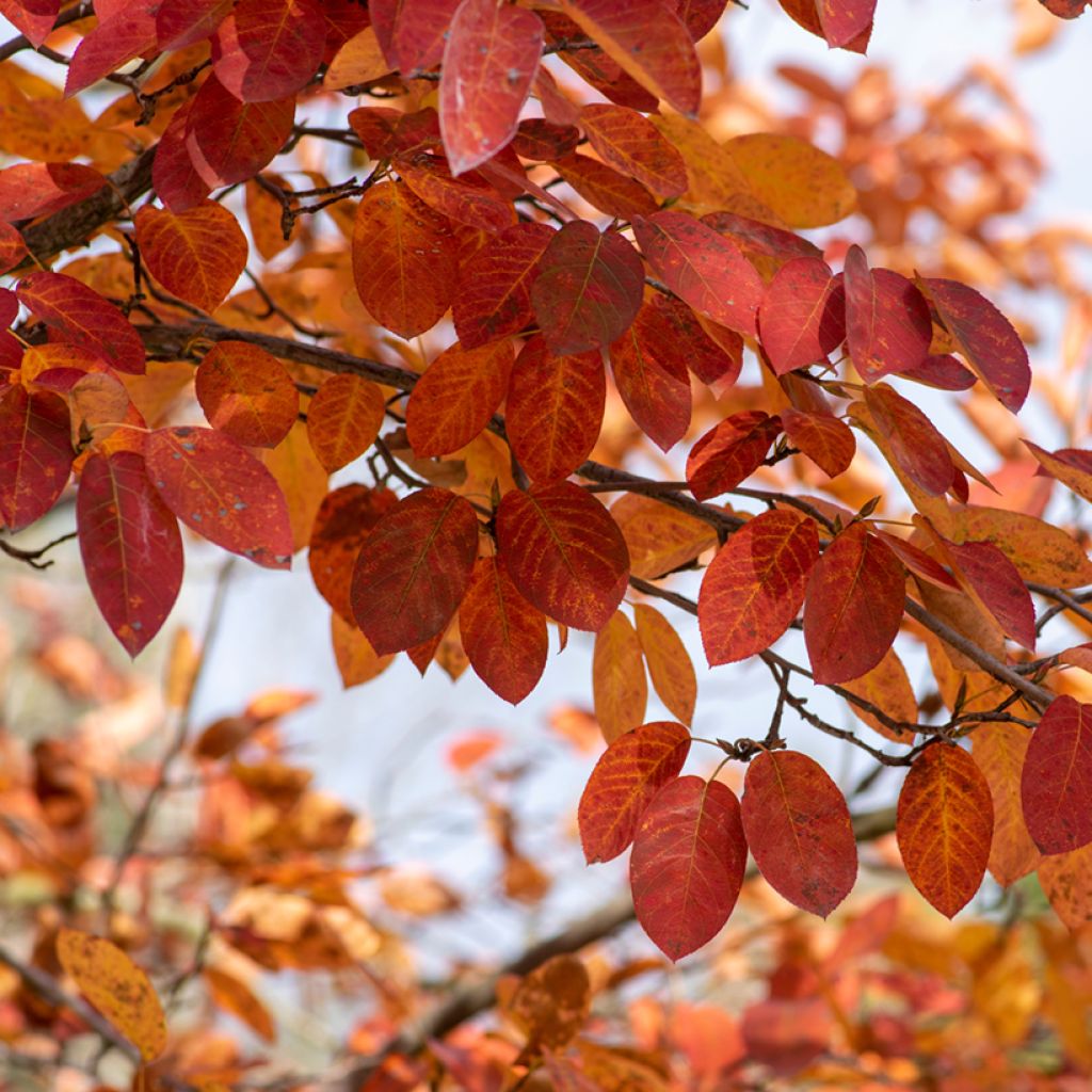 Rusotuomipihlaja - Amelanchier lamarckii