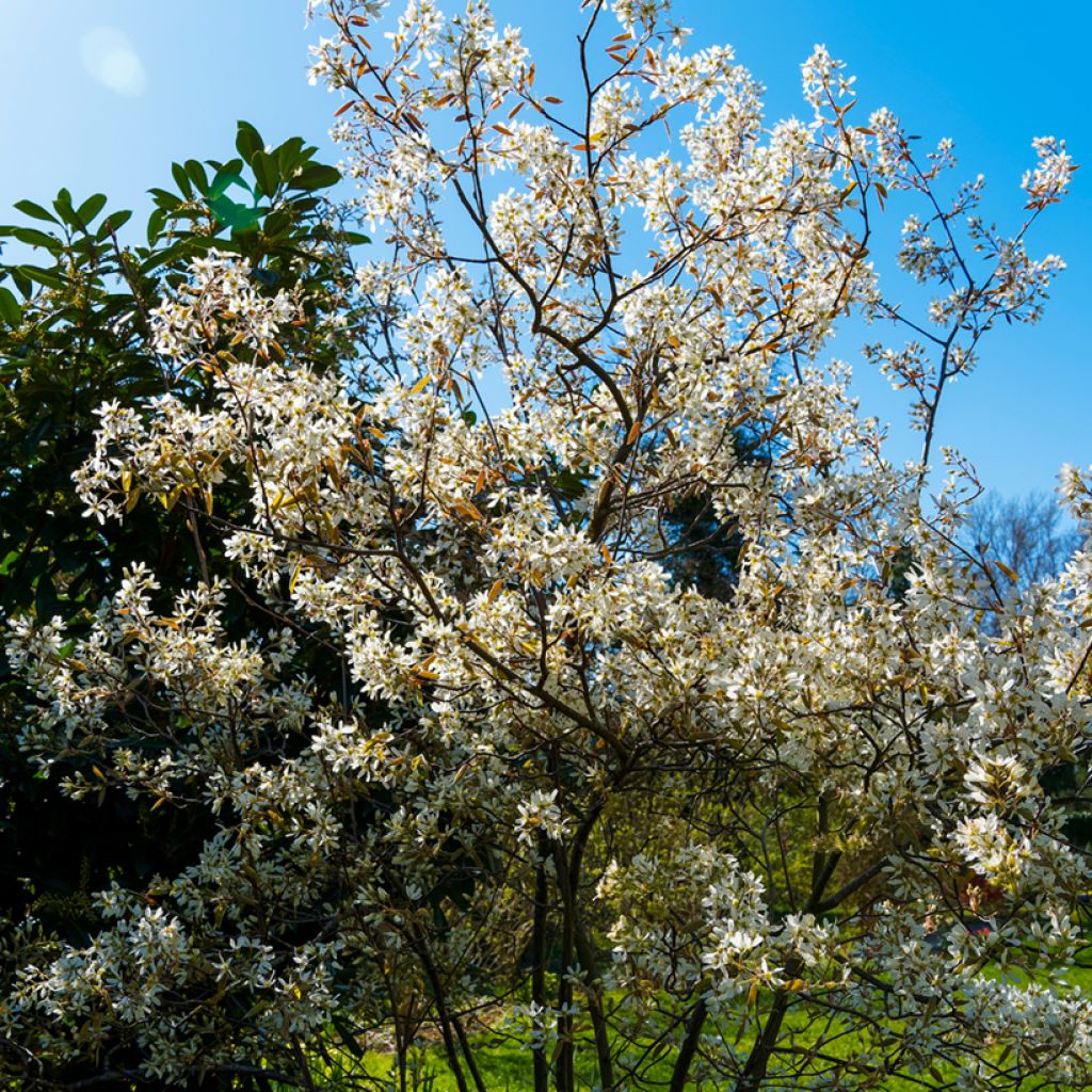 Rusotuomipihlaja - Amelanchier lamarckii