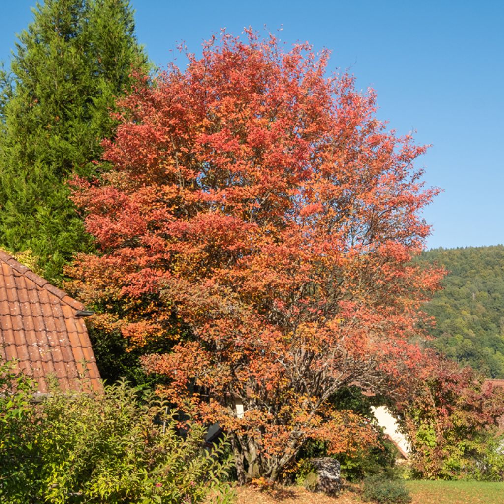Rusotuomipihlaja - Amelanchier lamarckii