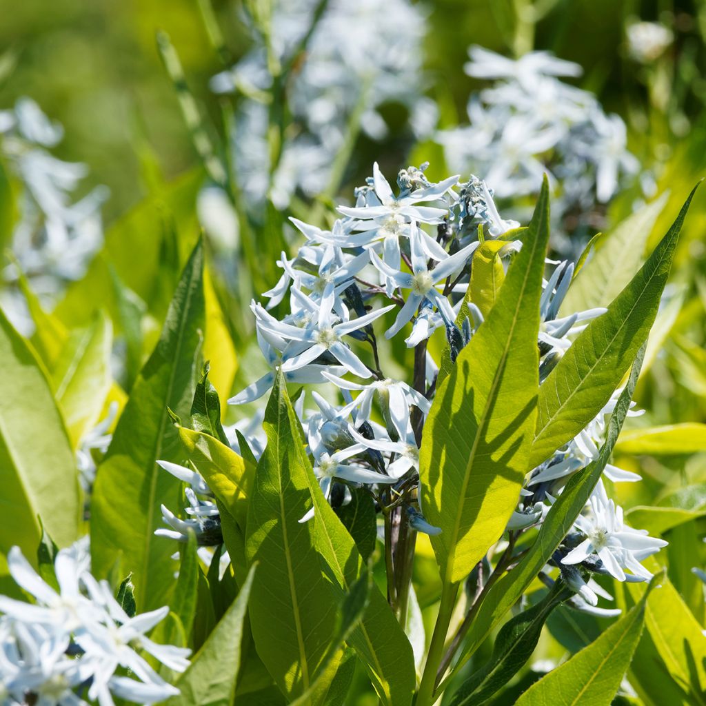 Nukkatuikki - Amsonia ciliata