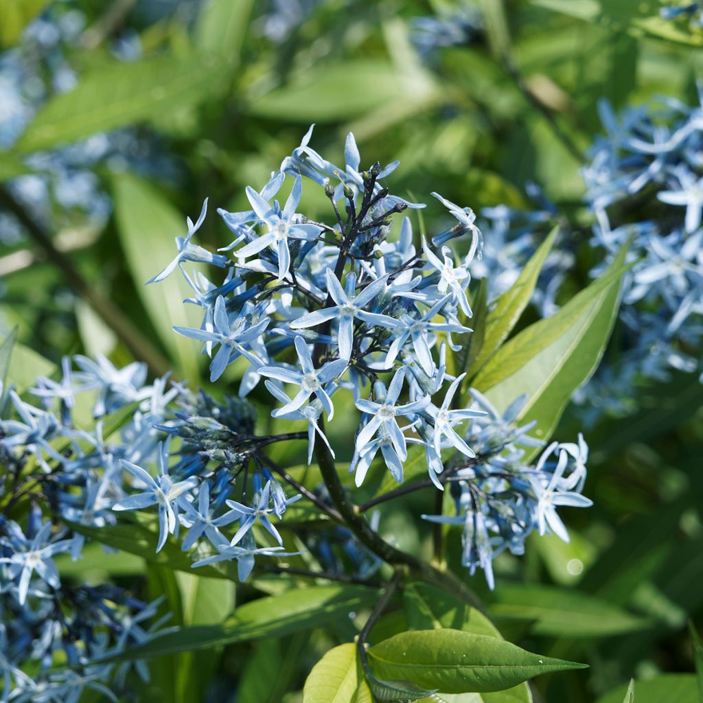 Nukkatuikki - Amsonia ciliata