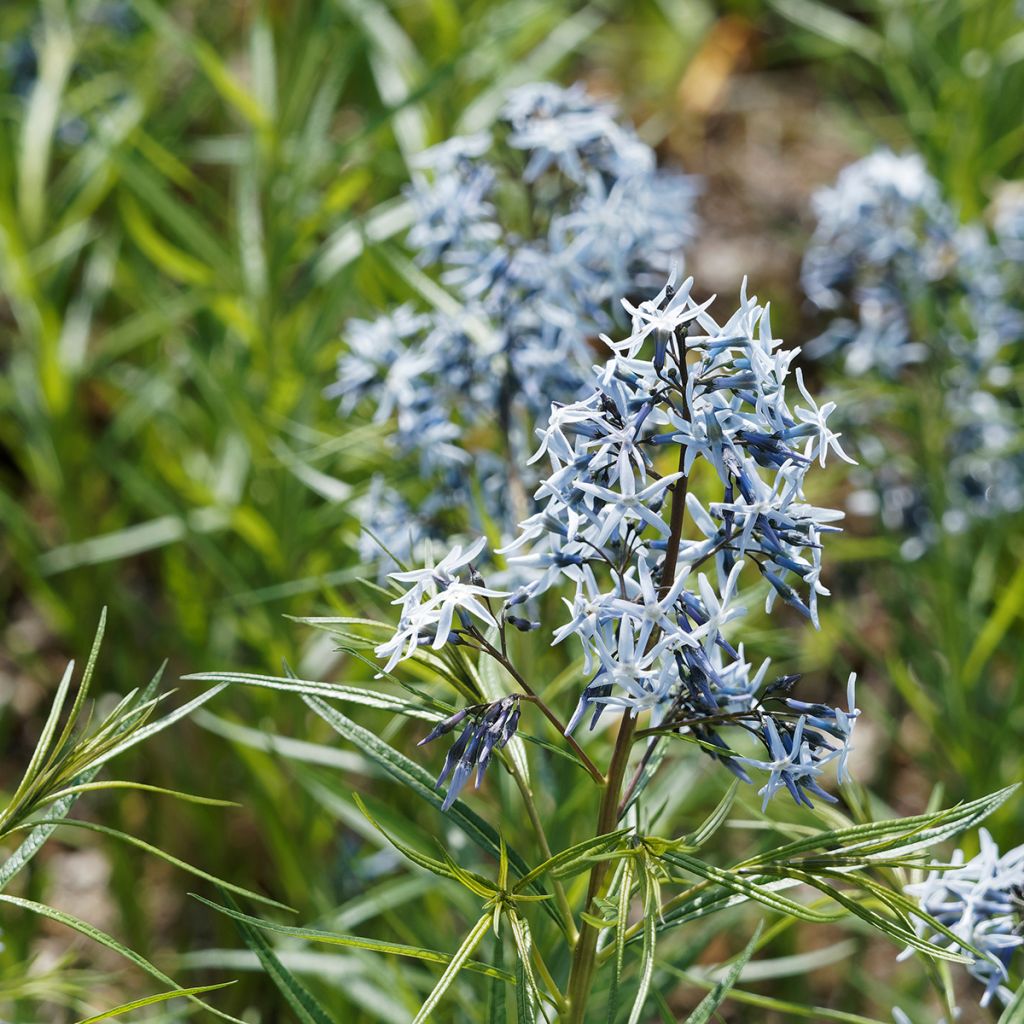 Sinituikki - Amsonia hubrichtii