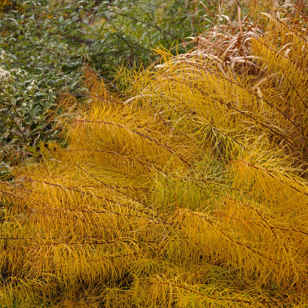 Sinituikki - Amsonia hubrichtii