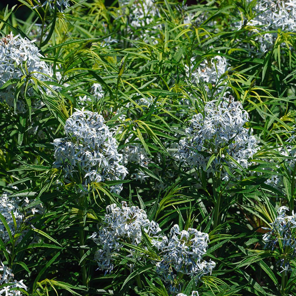 Sinituikki - Amsonia hubrichtii