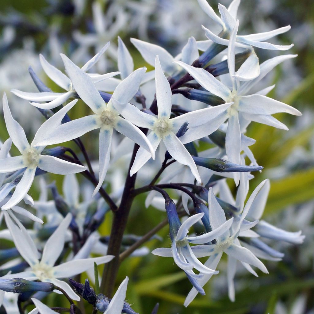 Sinituikki - Amsonia hubrichtii