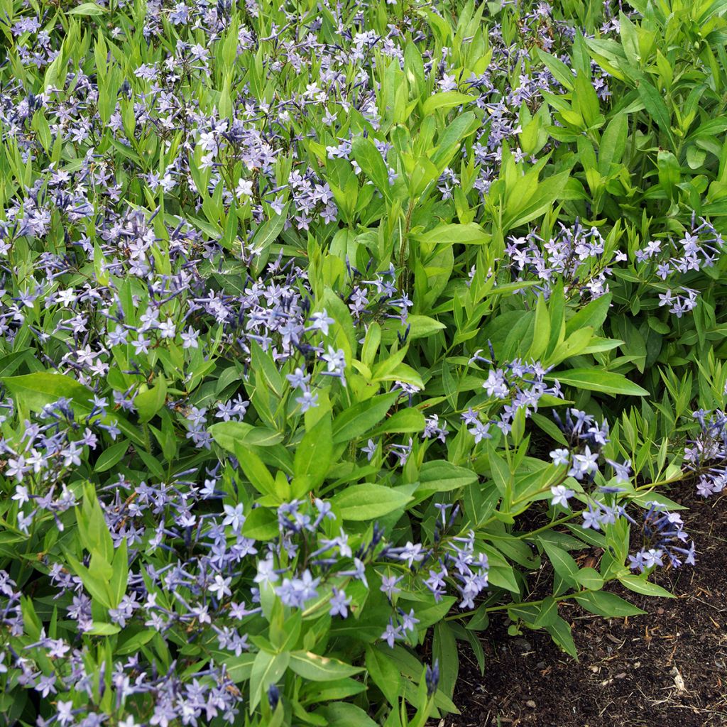 Tähtituikki Blue Ice