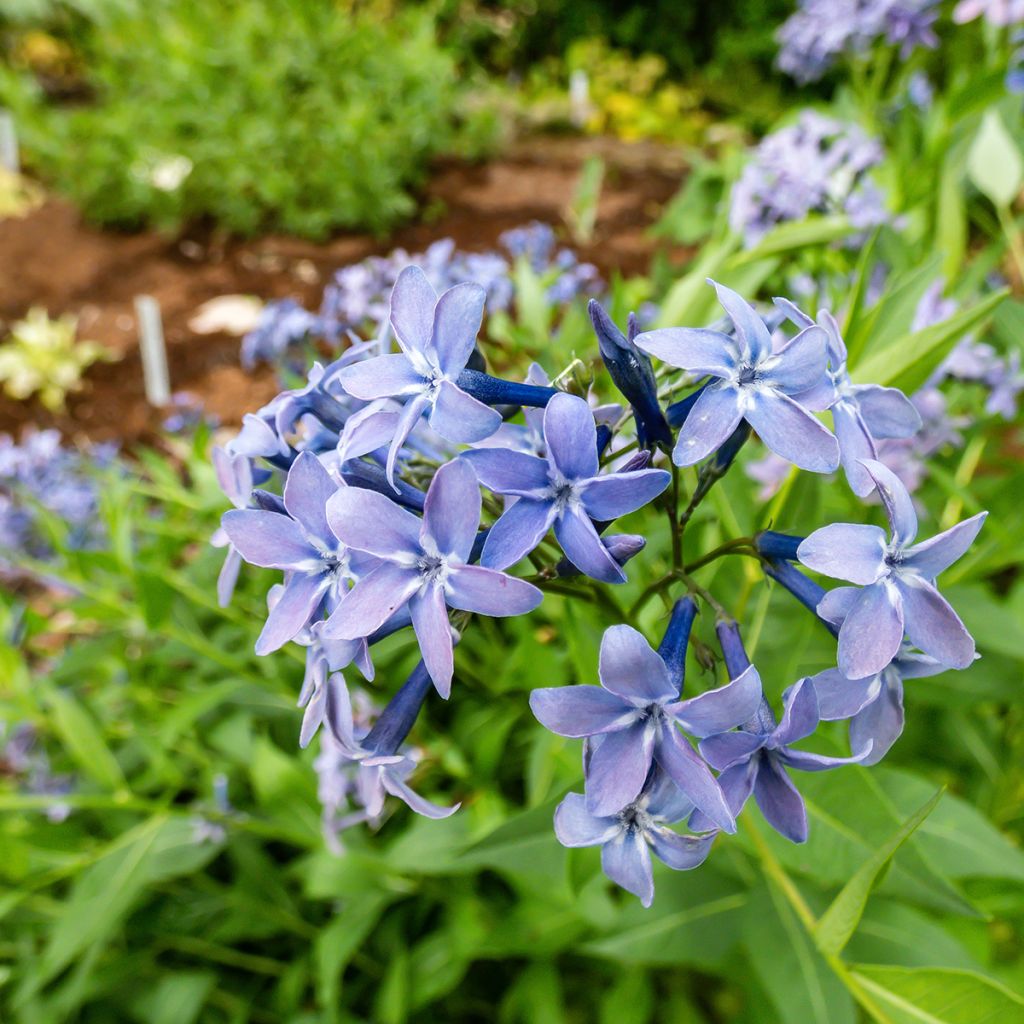 Tähtituikki Blue Ice