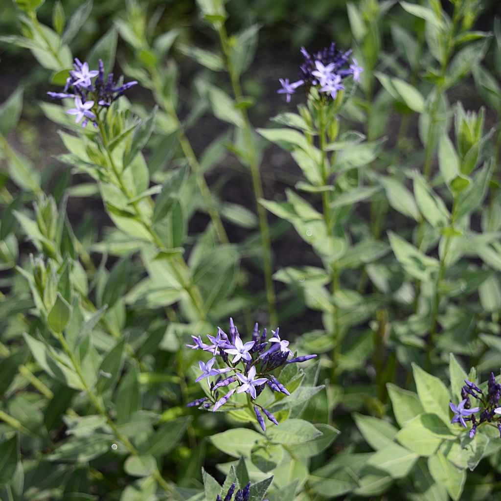Turkintuikki - Amsonia orientalis