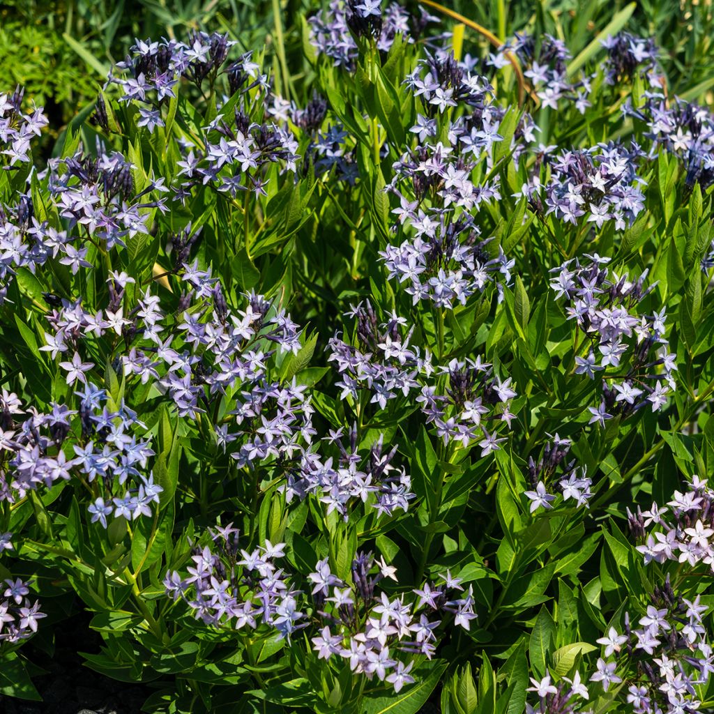 Turkintuikki - Amsonia orientalis