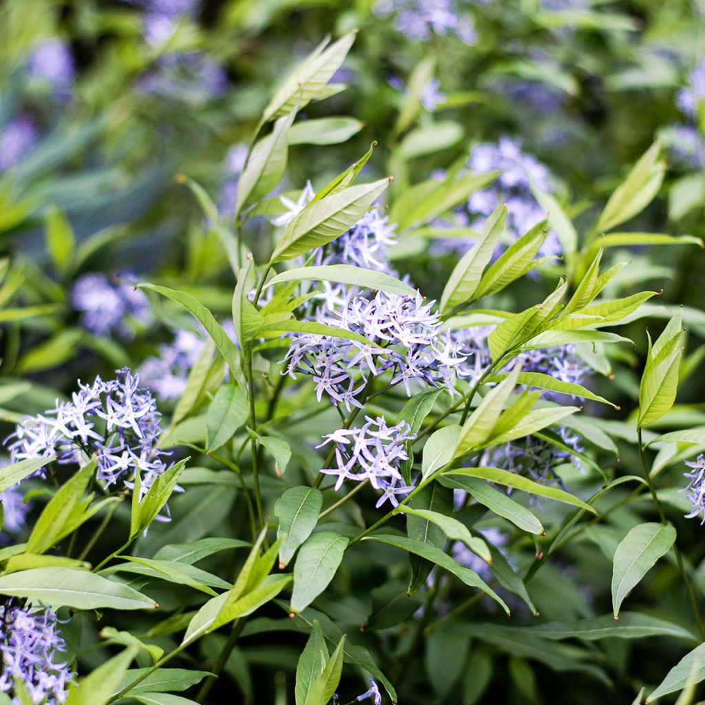 Tähtituikki var. salicifolia