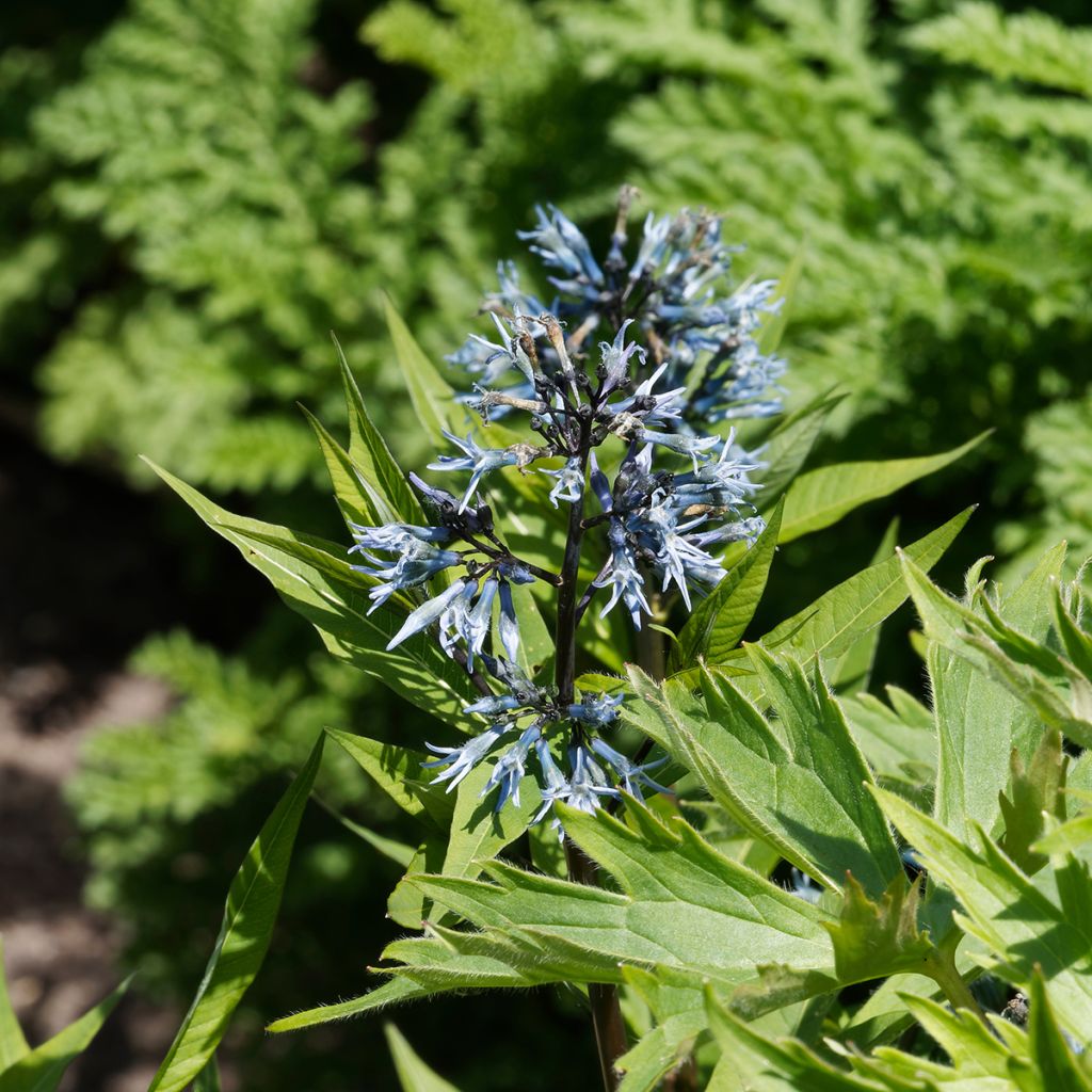 Tähtituikki var. salicifolia