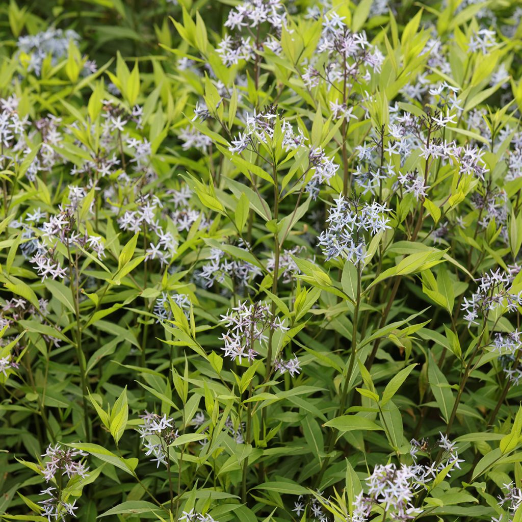 Tähtituikki var. salicifolia