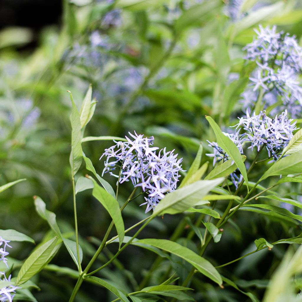 Tähtituikki var. salicifolia