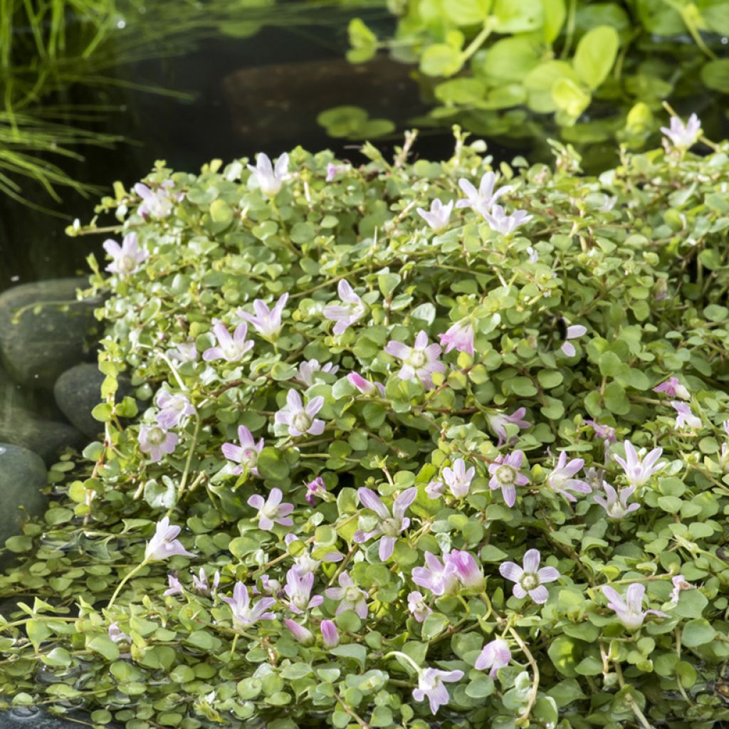 Hoikkapunka - Anagallis tenella