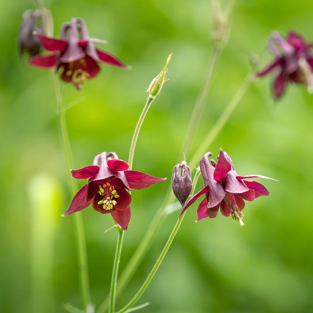 Sysiakileija - Aquilegia atrata