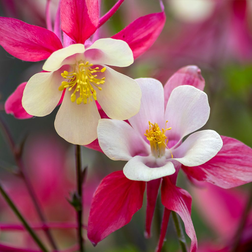 Jaloakileija Rose Queen