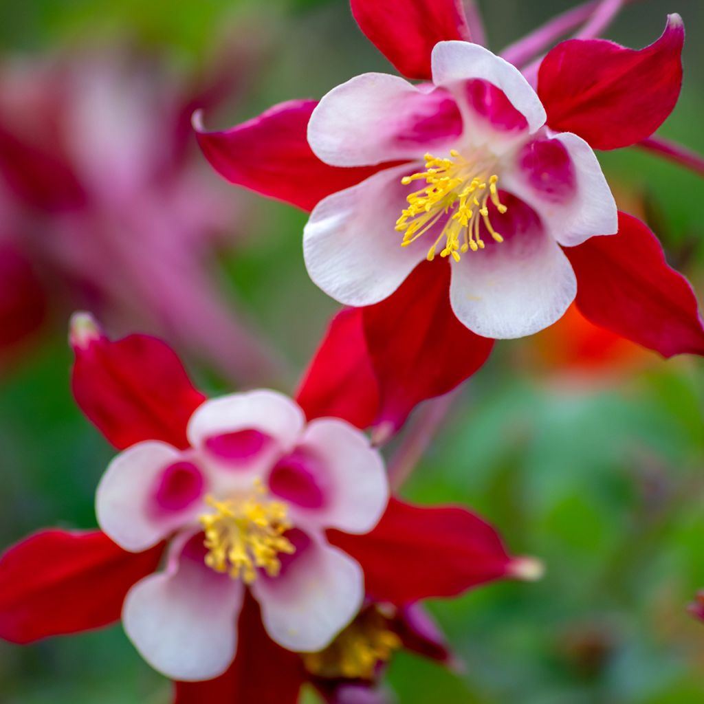 Jaloakileija Rose Queen