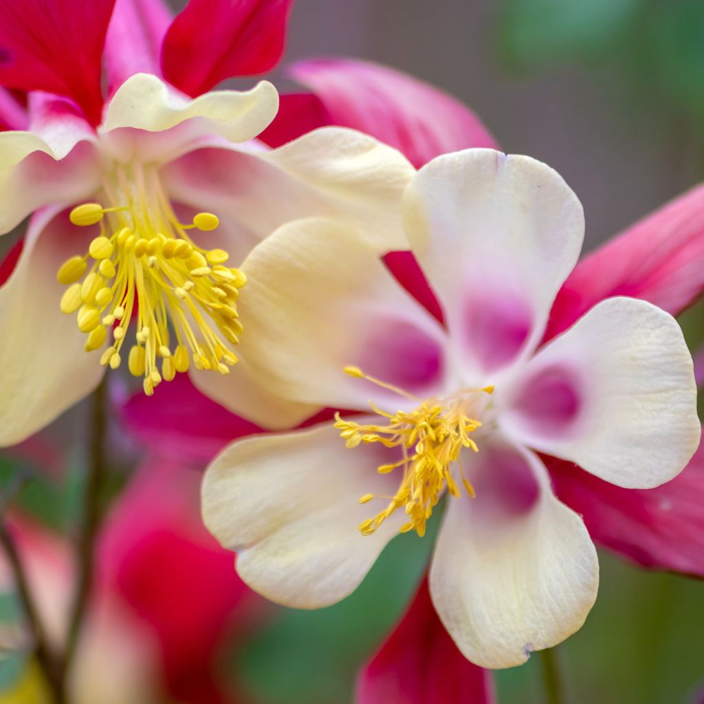 Jaloakileija Rose Queen