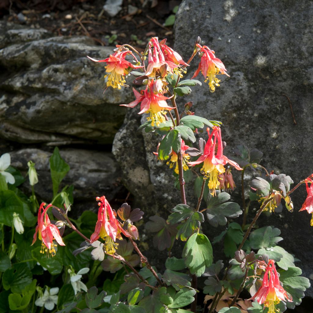 Tuliakileija - Aquilegia formosa