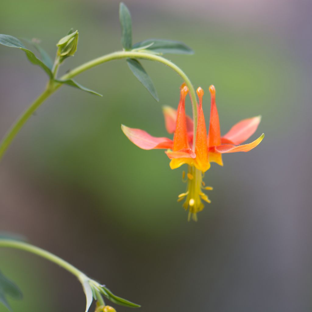Tuliakileija - Aquilegia formosa