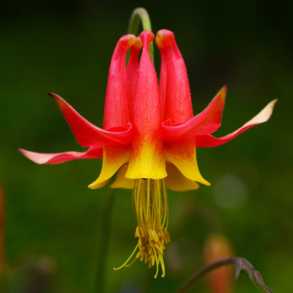 Tuliakileija - Aquilegia formosa