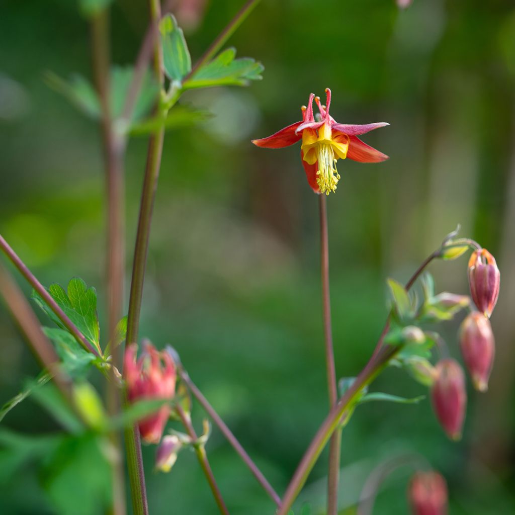 Tuliakileija - Aquilegia formosa