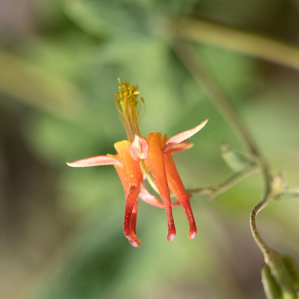 Tuliakileija - Aquilegia formosa