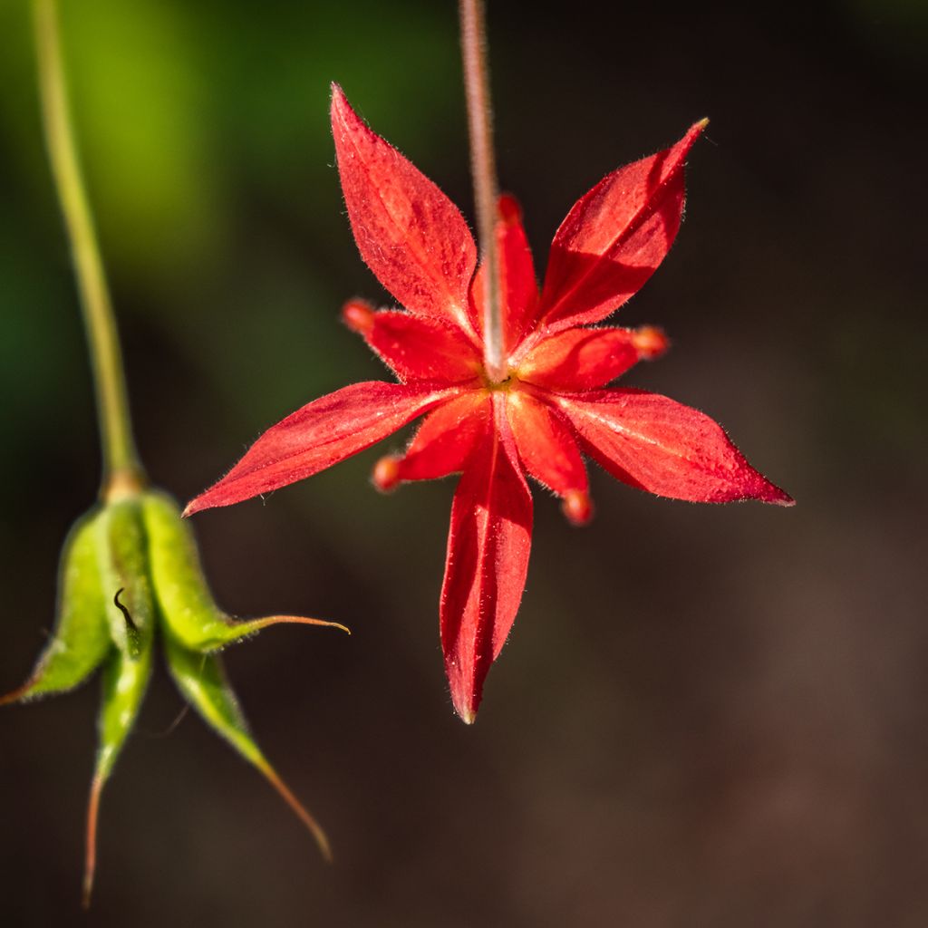 Tuliakileija - Aquilegia formosa