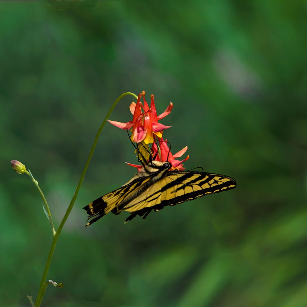 Tuliakileija - Aquilegia formosa