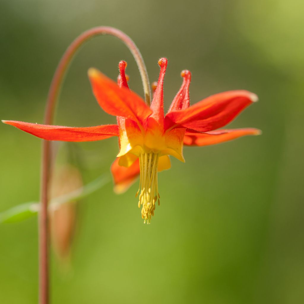 Tuliakileija - Aquilegia formosa