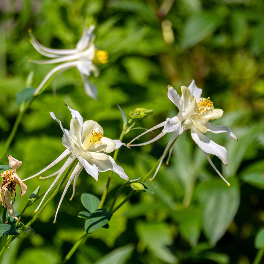 Tuoksuakileija - Aquilegia fragrans