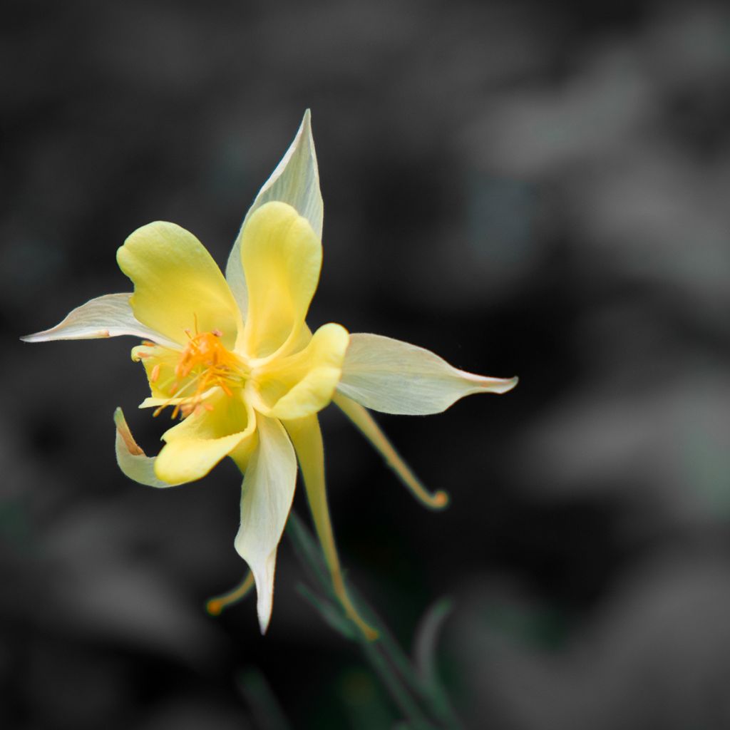 Haukanakileija - Aquilegia longissima