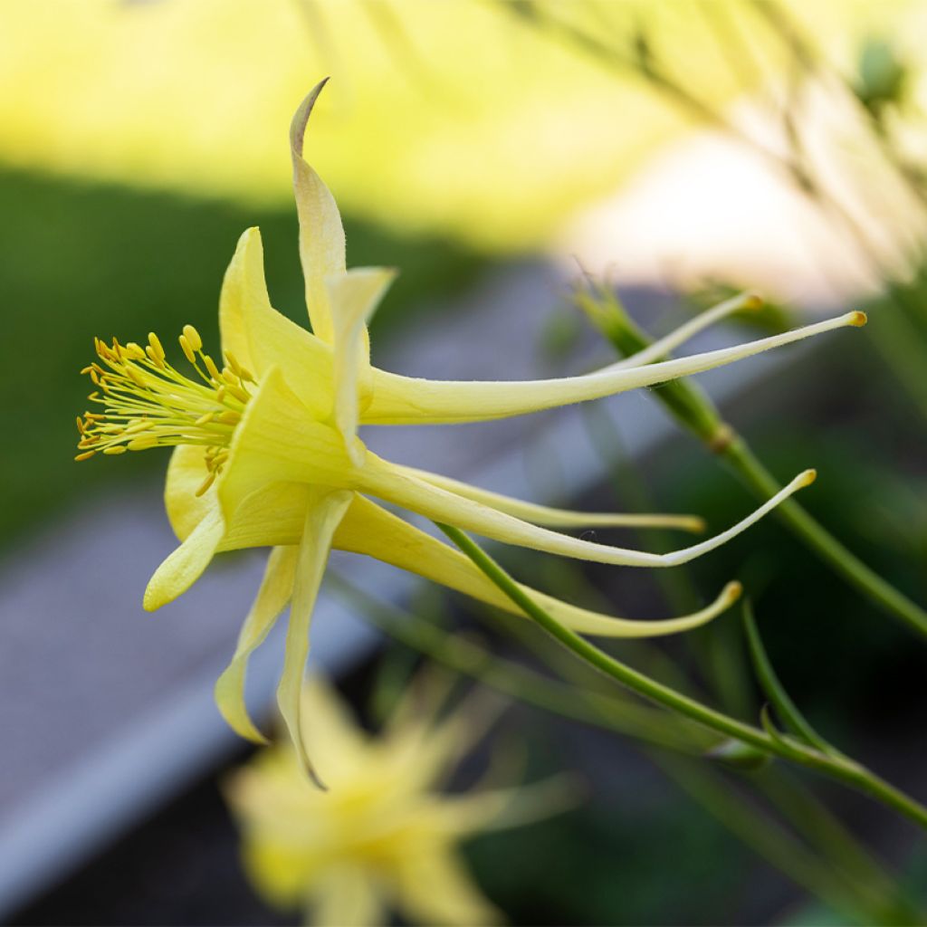 Haukanakileija - Aquilegia longissima