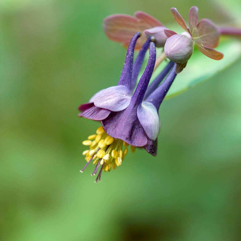 Dahurianakileija - Aquilegia viridiflora